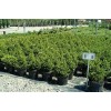 Саженец ели европейской (15- 40 см): фото и описание