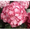 Саженец гортензии крупнолистной Мисс Саори (Miss Saori): фото и описание