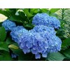Саженец гортензии крупнолистной Клеопарта Блю (Сleopatra Blue): фото и описание