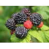 Саженец малины Блэк Джевел (Black Jewel) (Черная): фото и описание