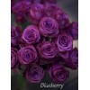 Саженец чайно-гибридной розы Блуберри (Blueberry): фото и описание