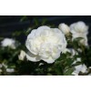 Саженец плетистой розы Блан Мейдиланд (Blanc Meidiland): фото и описание