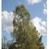 Саженец березы бородавчатой: фото и описание