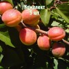 Саженцы Абрикоса Алеша - 5 шт.: фото и описание