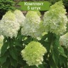 Саженцы гортензии метельчатой ЛаймЛайт (Limelight) - 5 шт.: фото и описание