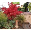 Саженцы клёна Гиннала (20-40 см) - 5 шт.: фото и описание