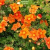 Саженцы лапчатки кустарниковой (Курильского чая) Хоплес оранж (Hopleys Orange) - 5 шт.: фото и описание