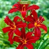 Саженцы лилейника гибридного Кримсон Пират (Crimson Pirate) - 5 шт.: фото и описание
