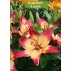 Луковицы лилии Хёртсстрингс (Heartstrings) AZ - 5 шт.: фото и описание