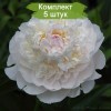 Саженцы пиона Блаш Квин (Blush Queen) - 5 шт.: фото и описание