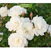 Саженцы полиантовой розы Диадэм Уайт (Diadem White) - 5 шт.: фото и описание