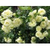 Саженцы плетистой розы Эльф (Elfe) - 5 шт.: фото и описание