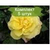 Саженцы парковой розы Лихткёнигин Лючия (Lichtkonigin Lucia) - 5 шт.: фото и описание