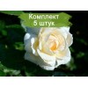Саженцы плетистой розы Мон Жарден / Монд Жарден (Mon Jardin) - 5 шт.: фото и описание