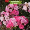 Саженцы почвопокровной розы Пинк Флорилэнд (Pink Floriland) - 5 шт.: фото и описание