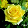Саженцы чайно-гибридной розы Тара (Tara) - 5 шт.: фото и описание