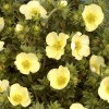 Саженец лапчатки кустарниковой (Курильского чая) Примроуз бьюти (Primrose Beauty): фото и описание