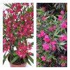 Саженец Олеандра розового Грандифлорум (Grandiflorum): фото и описание