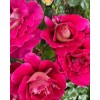 Саженец розы кустовой Черри Фолиес (Cherry Folies): фото и описание