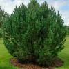 Саженец сосны Горная 60-100 см: фото и описание