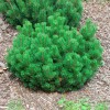 Сеянец сосны Горная (до 20 см): фото и описание