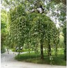 Саженец вербы Пендула (плакучая) (Pendula) : фото и описание