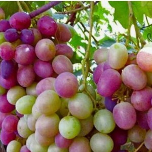 Виноград Карамол