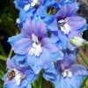 Саженец дельфиниума Центурион Скай Блю (Centurion Sky Blue) : фото и описание