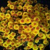 Саженец хризантемы мультифлора Кинг Йеллоу (King Yellow) (Желтая): фото и описание