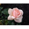 Саженец чайно-гибридной розы Афродита (Aphrodite): фото и описание